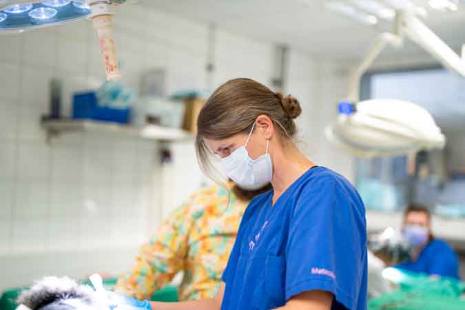 Eine Tierärztin führt eine Behandlung an einem Tier durch.